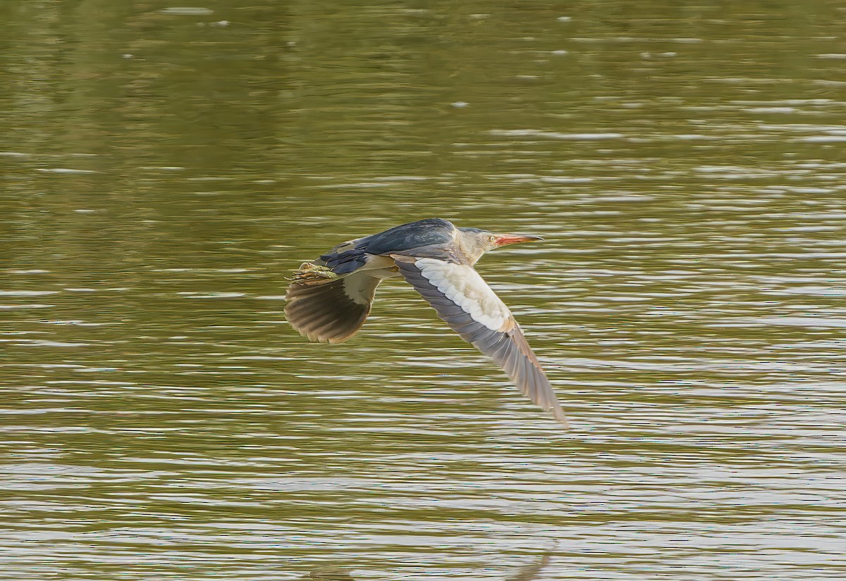 Little Bittern - ML596712481