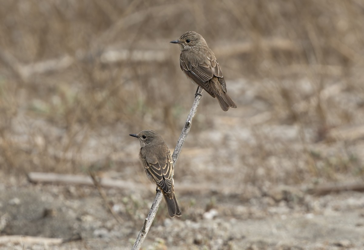 Spotted Flycatcher - ML596712491