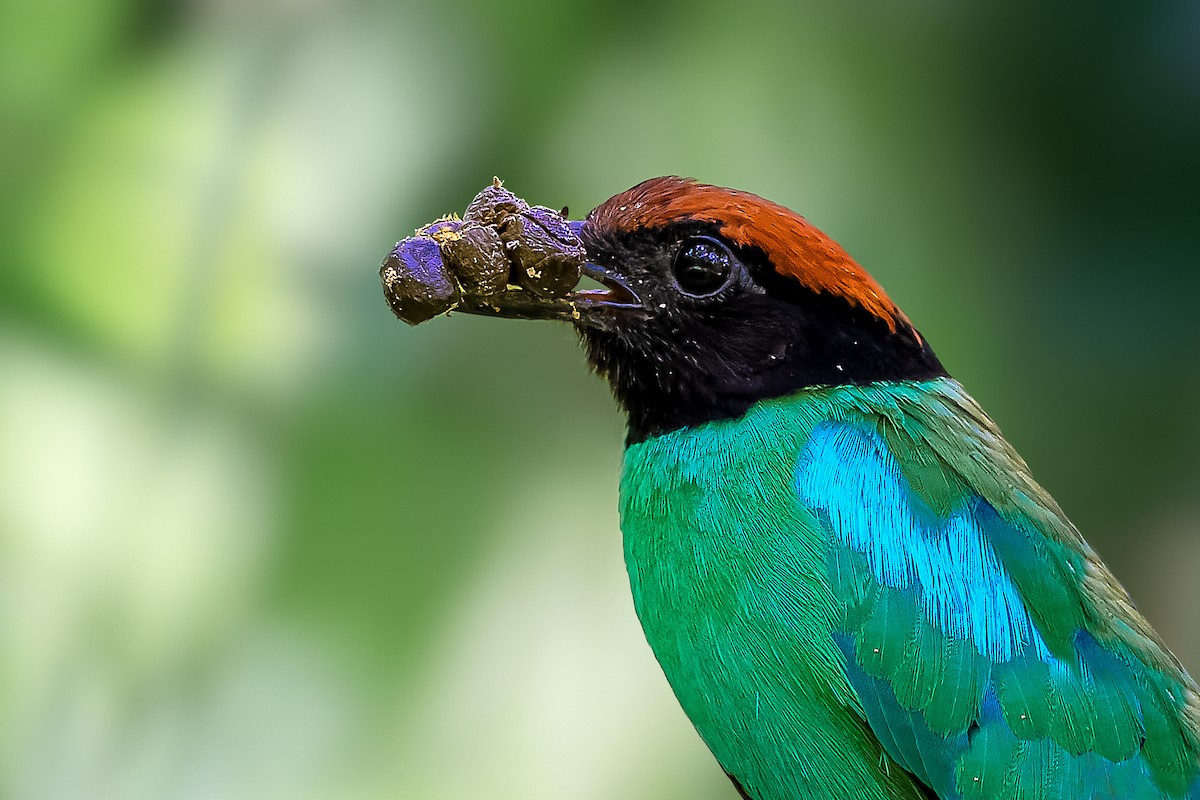 Western Hooded Pitta - Rahul Chakraborty