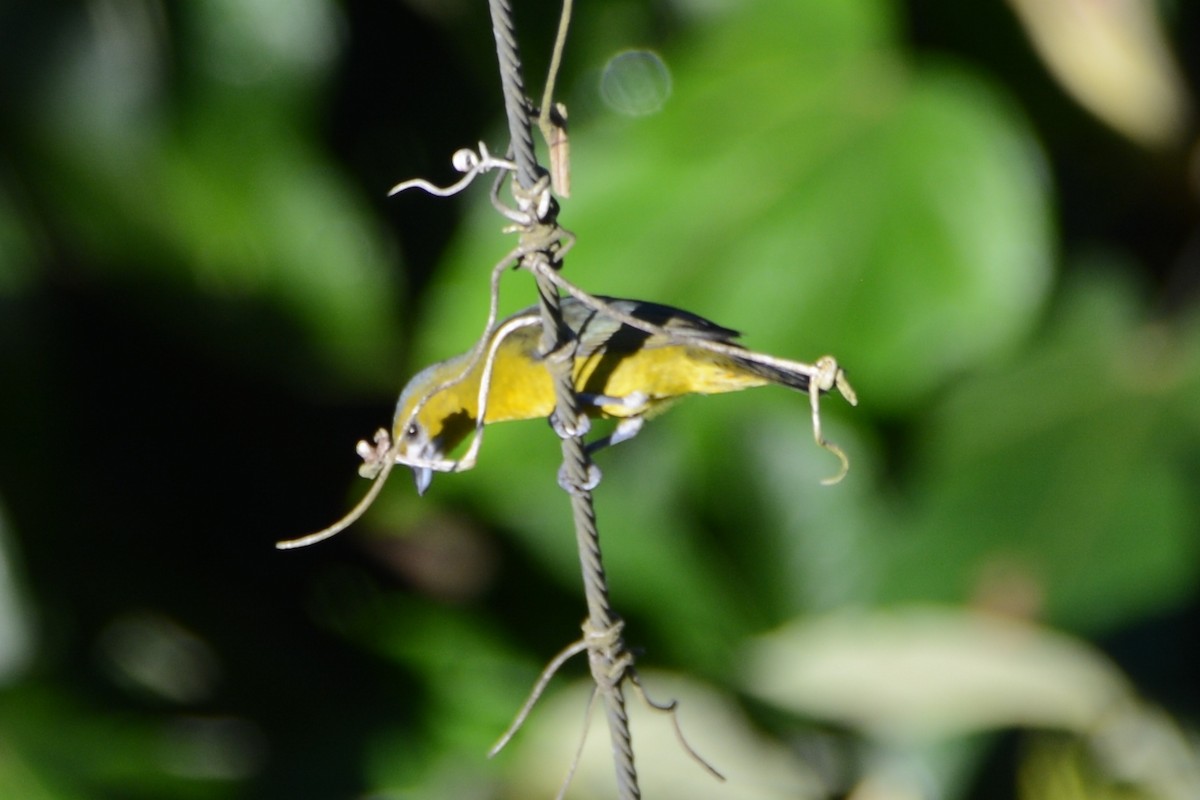 Golden-bellied Euphonia - ML596714551