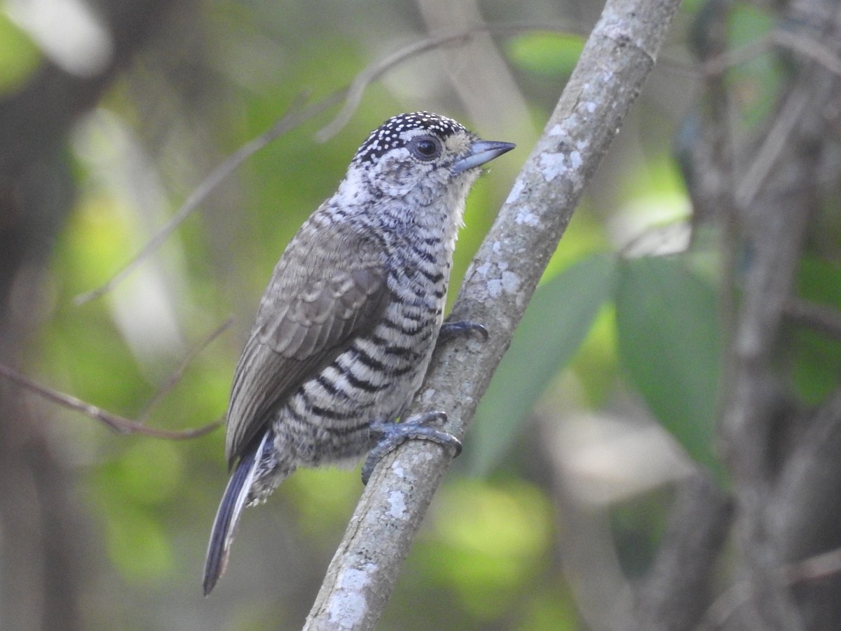 White-barred Piculet - Maximiliano Sager