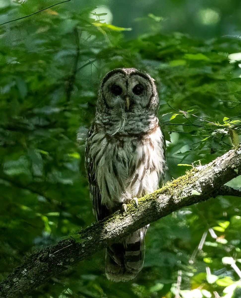 Barred Owl - ML596715391