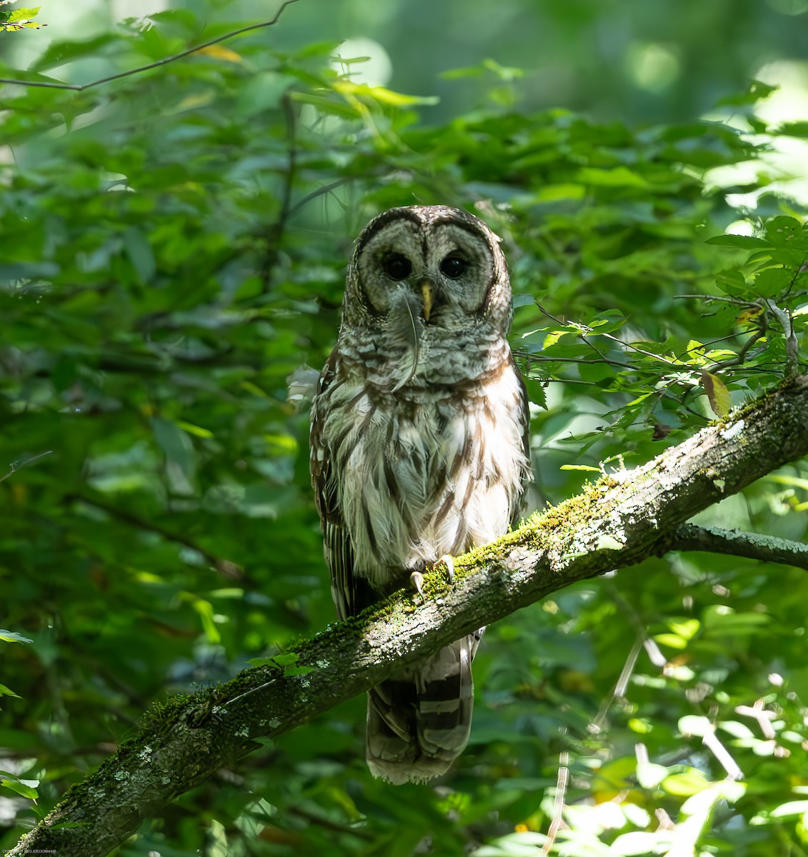 Barred Owl - ML596715401