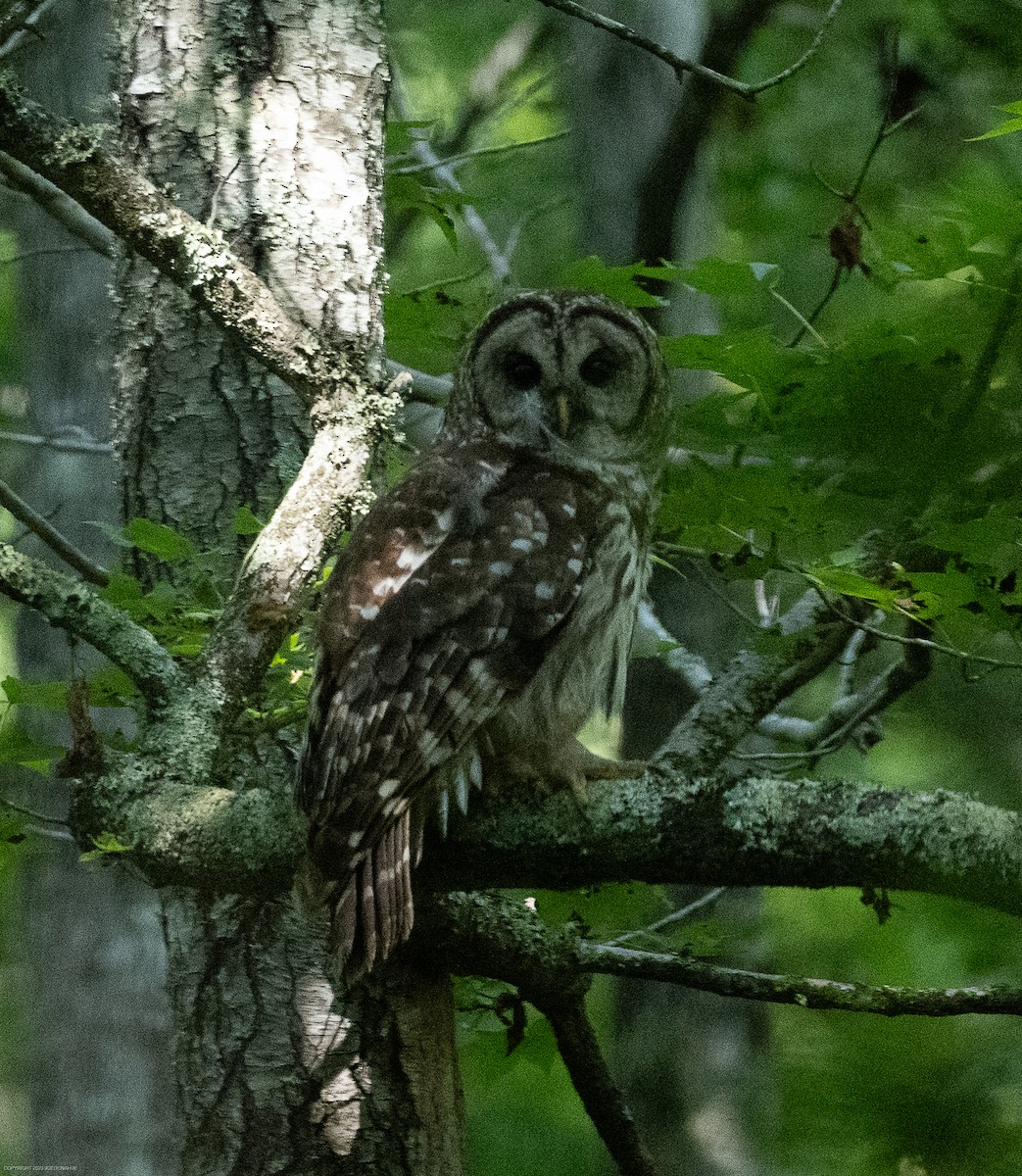 Barred Owl - ML596715411
