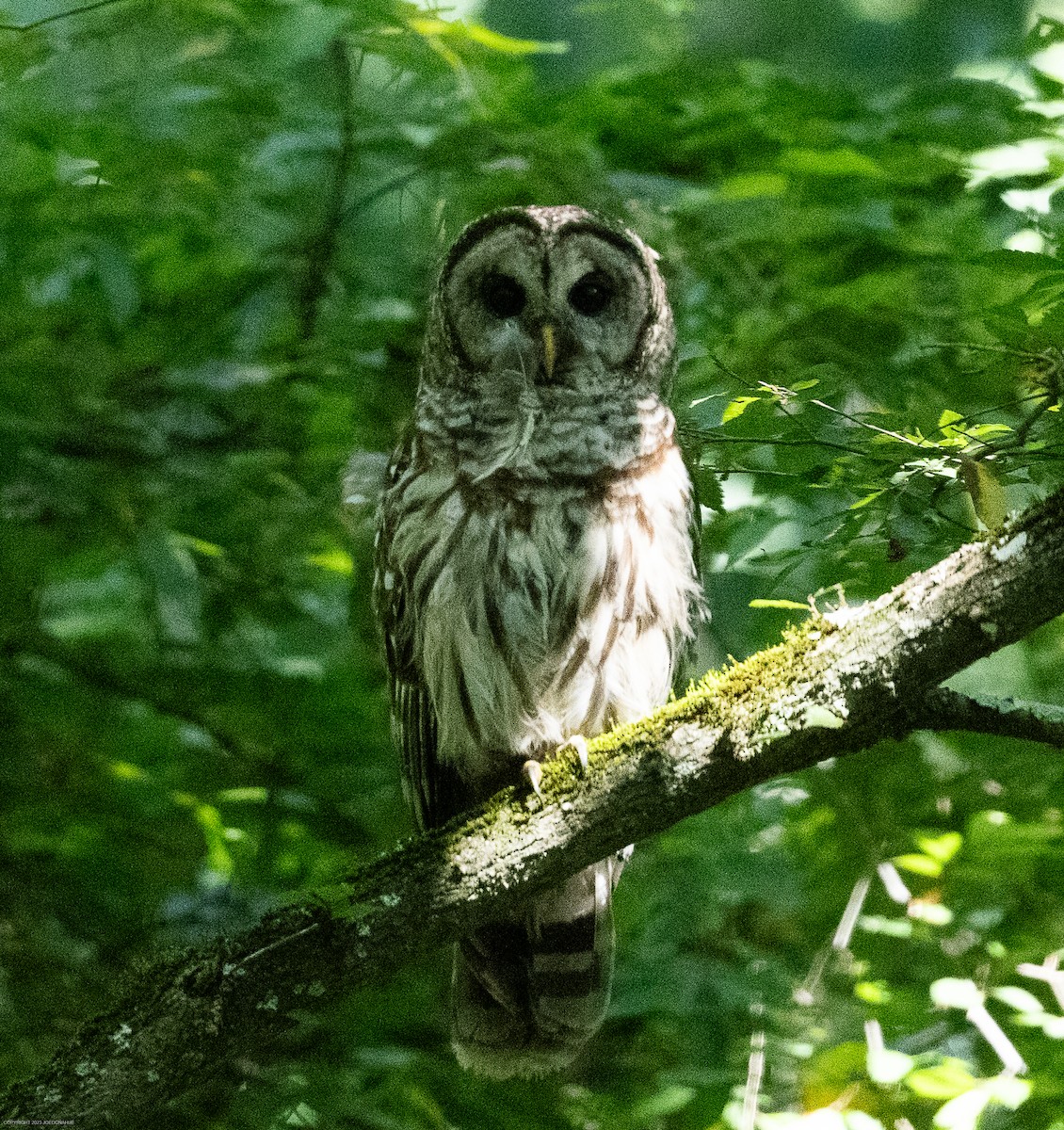 Barred Owl - ML596715431