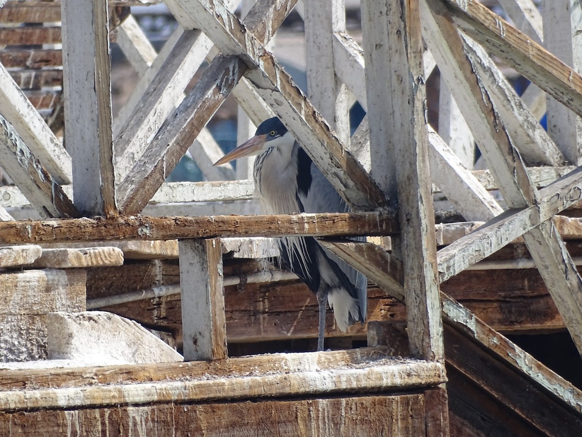 Cocoi Heron - ML596715451
