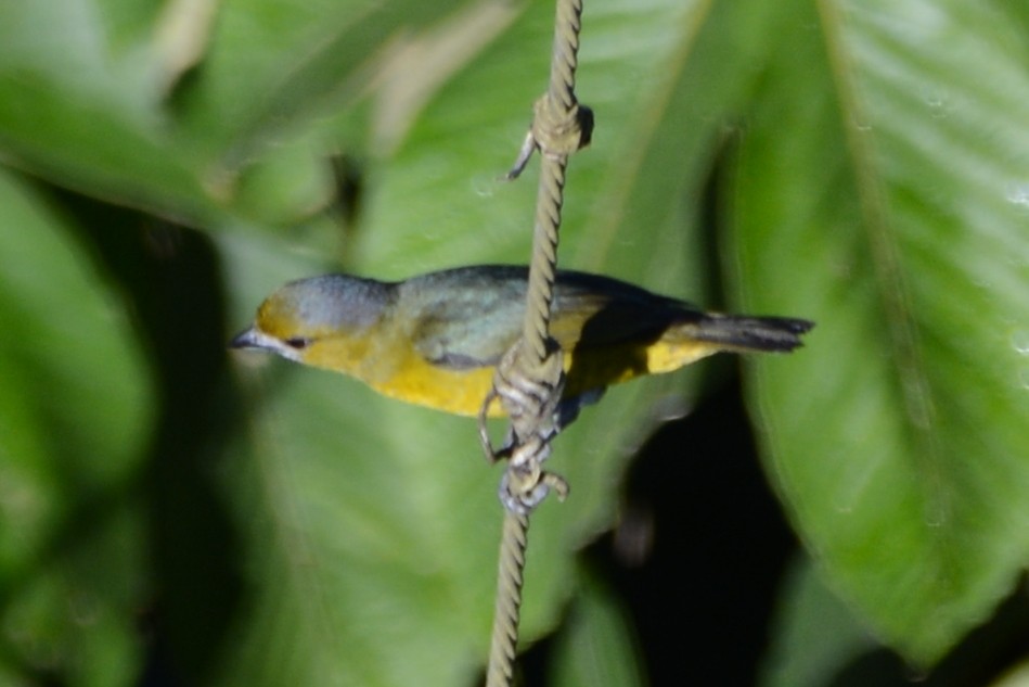 Golden-bellied Euphonia - ML596715471