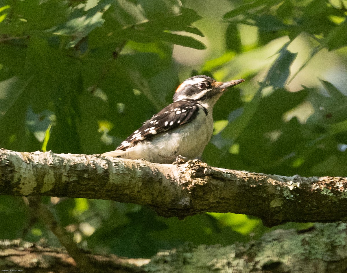 Hairy Woodpecker - ML596715541
