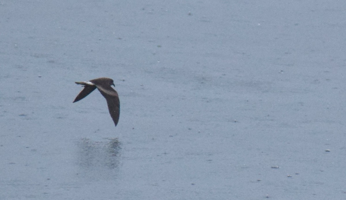 Leach's Storm-Petrel - ML596717621