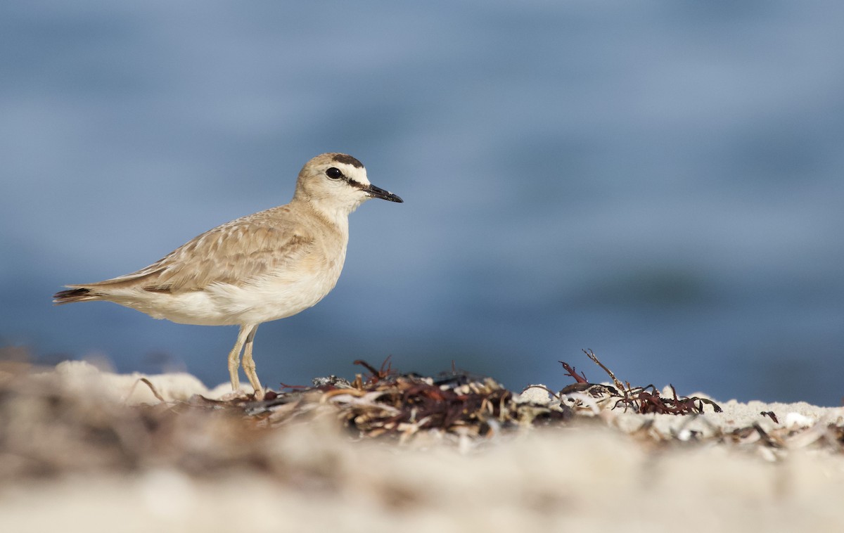 Mountain Plover - ML596717751