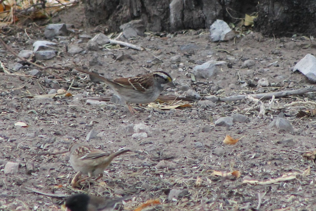 White-throated Sparrow - Corey Lange