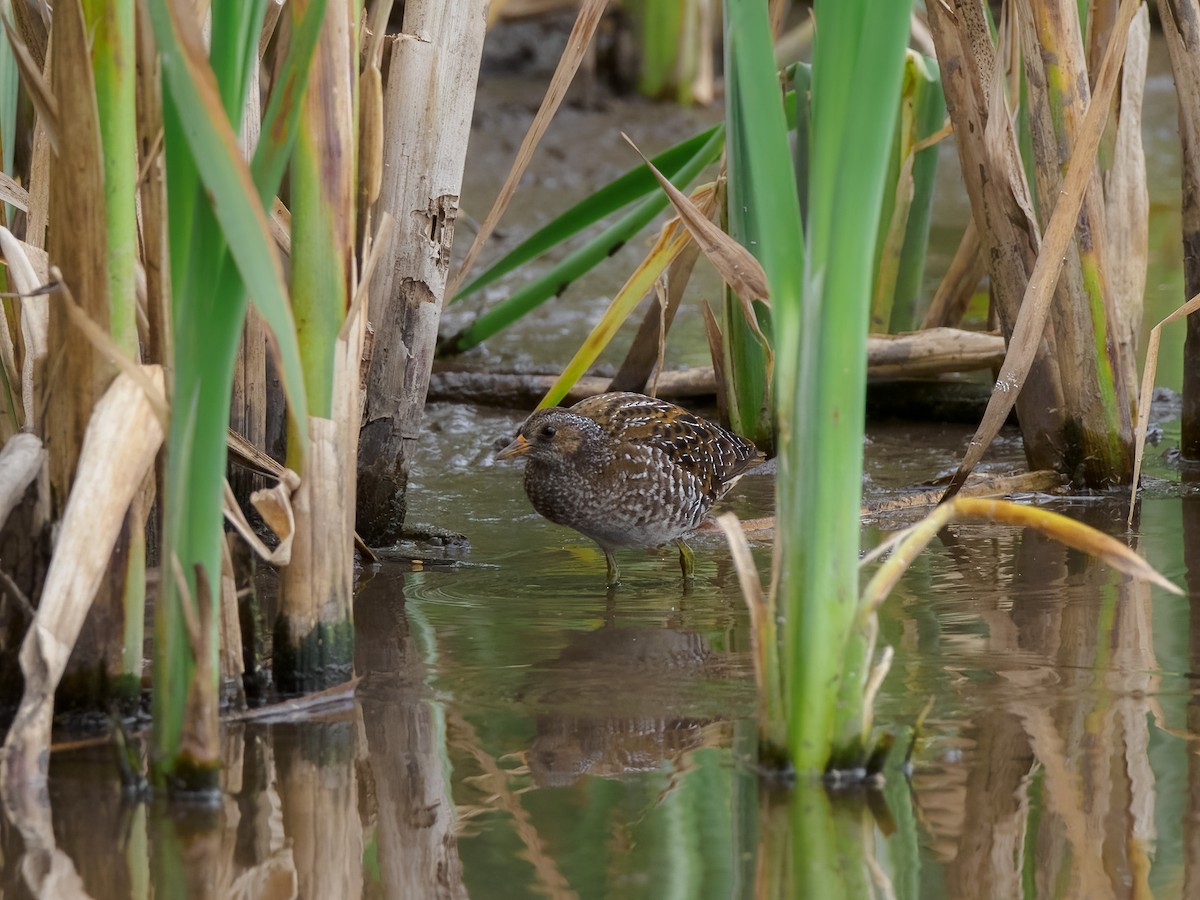 Spotted Crake - ML596718981