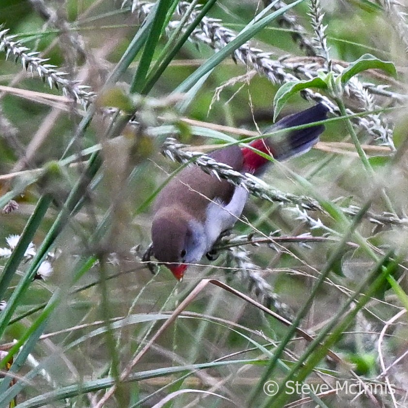 Fawn-breasted Waxbill (Fawn-breasted) - ML596719271