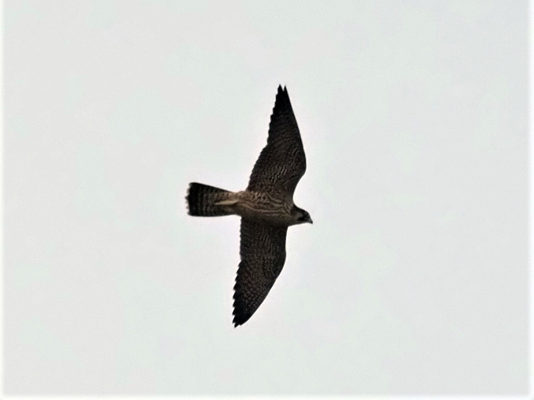 Peregrine Falcon - ML596719351