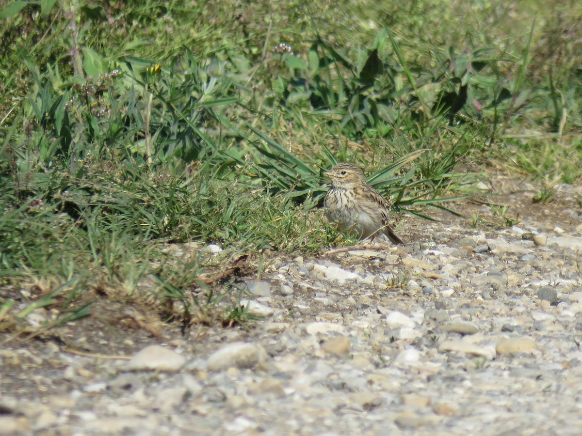 Mediterranean/Turkestan Short-toed Lark - ML59671991