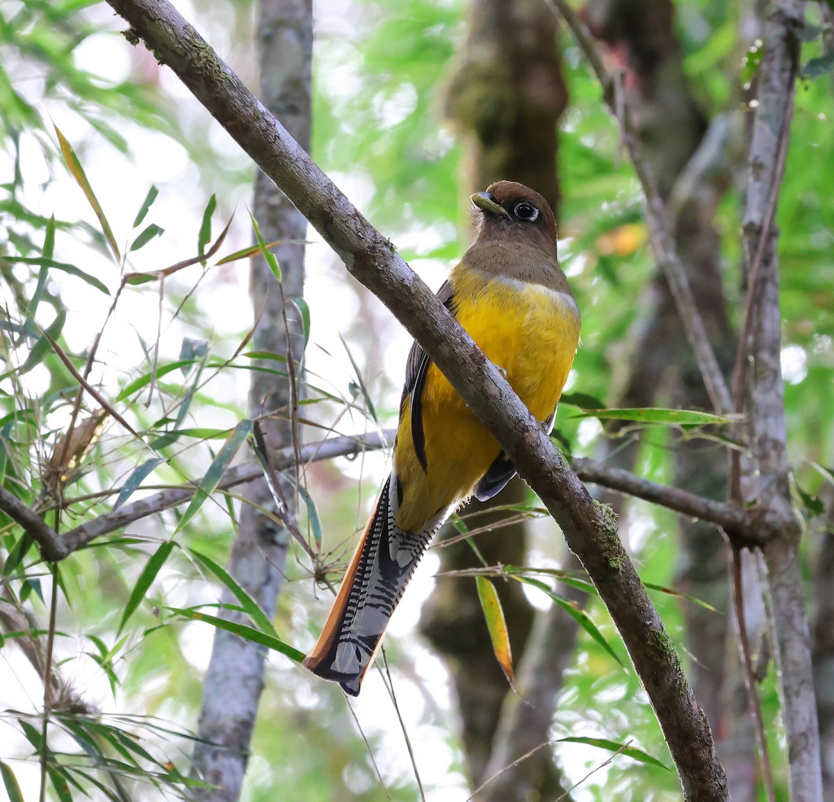 Atlantic Black-throated Trogon - Cristina Rappa