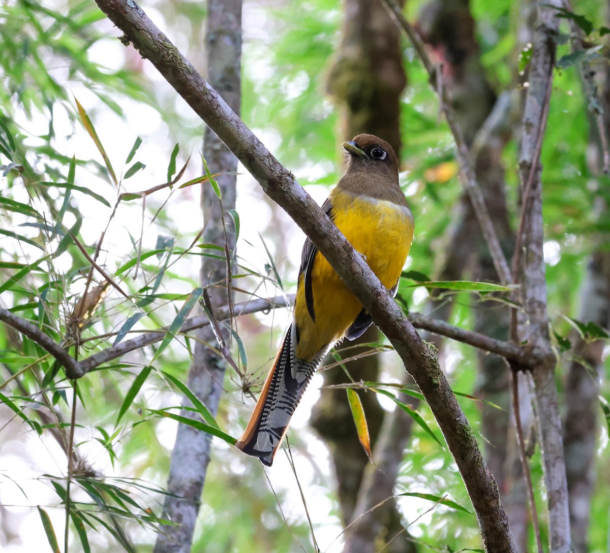 Atlantic Black-throated Trogon - ML596719961