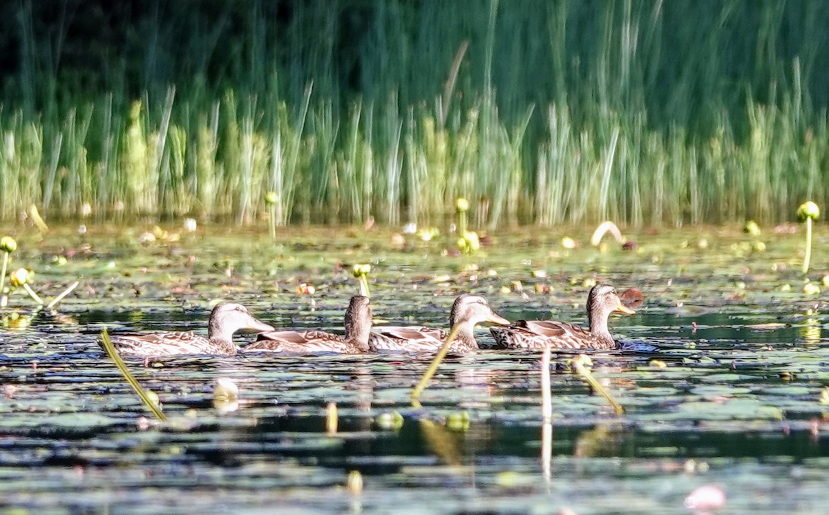 Stockente - ML596720051