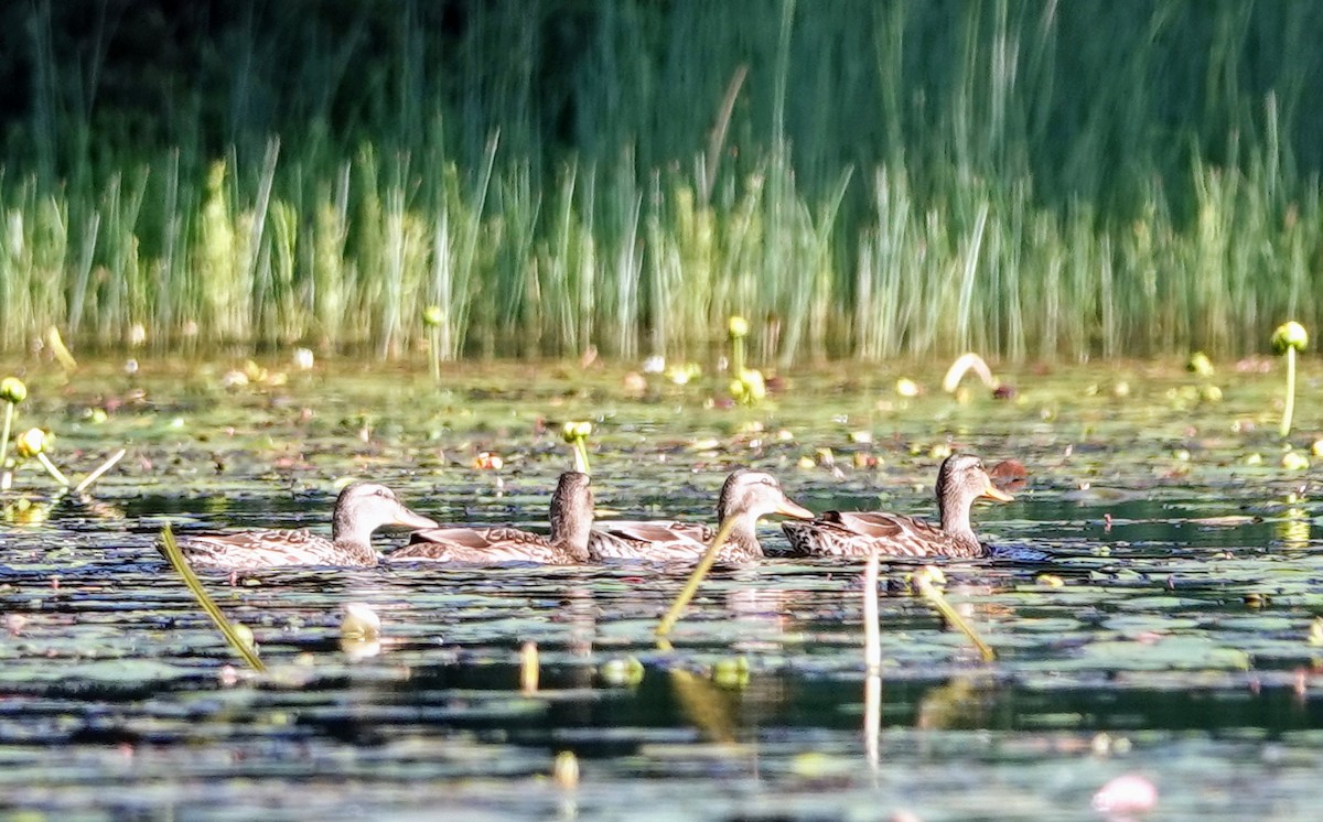 Canard colvert - ML596720051