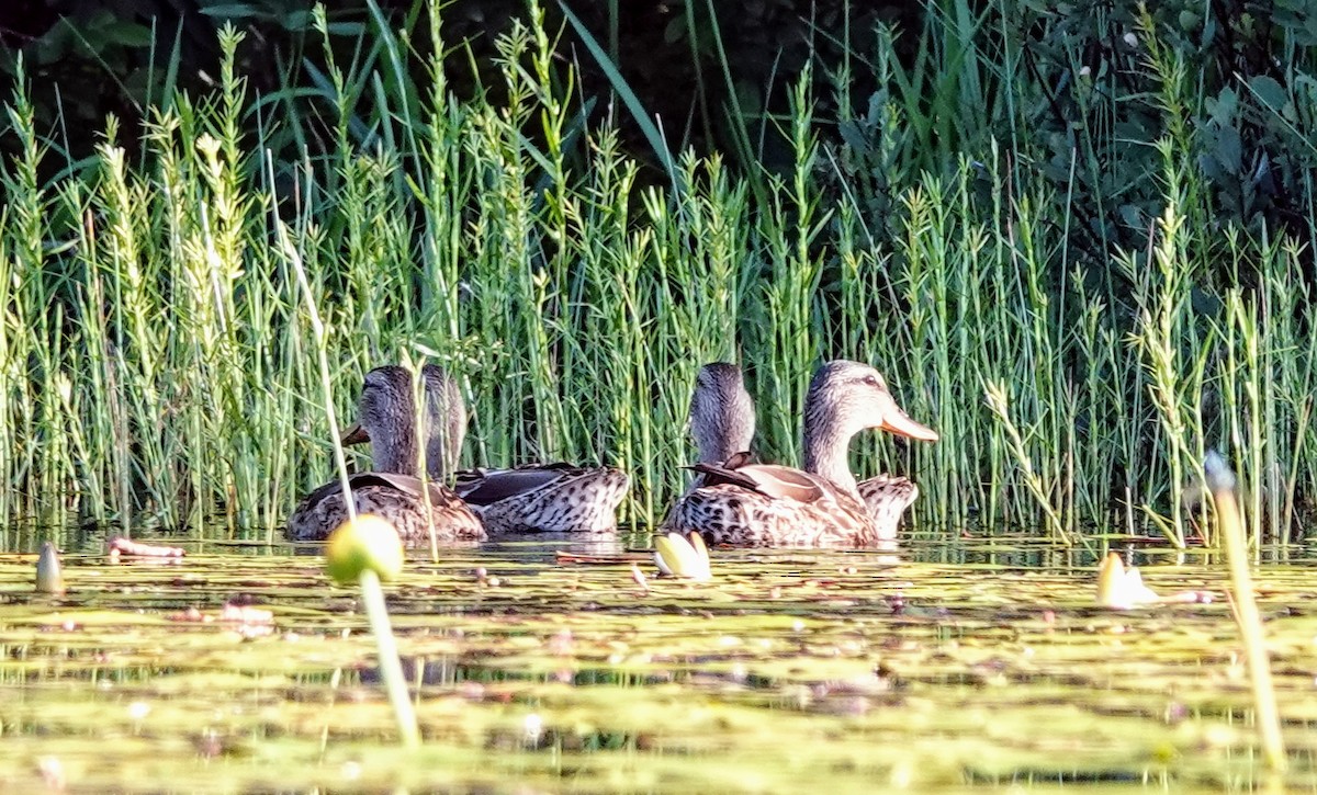 Canard colvert - ML596720061