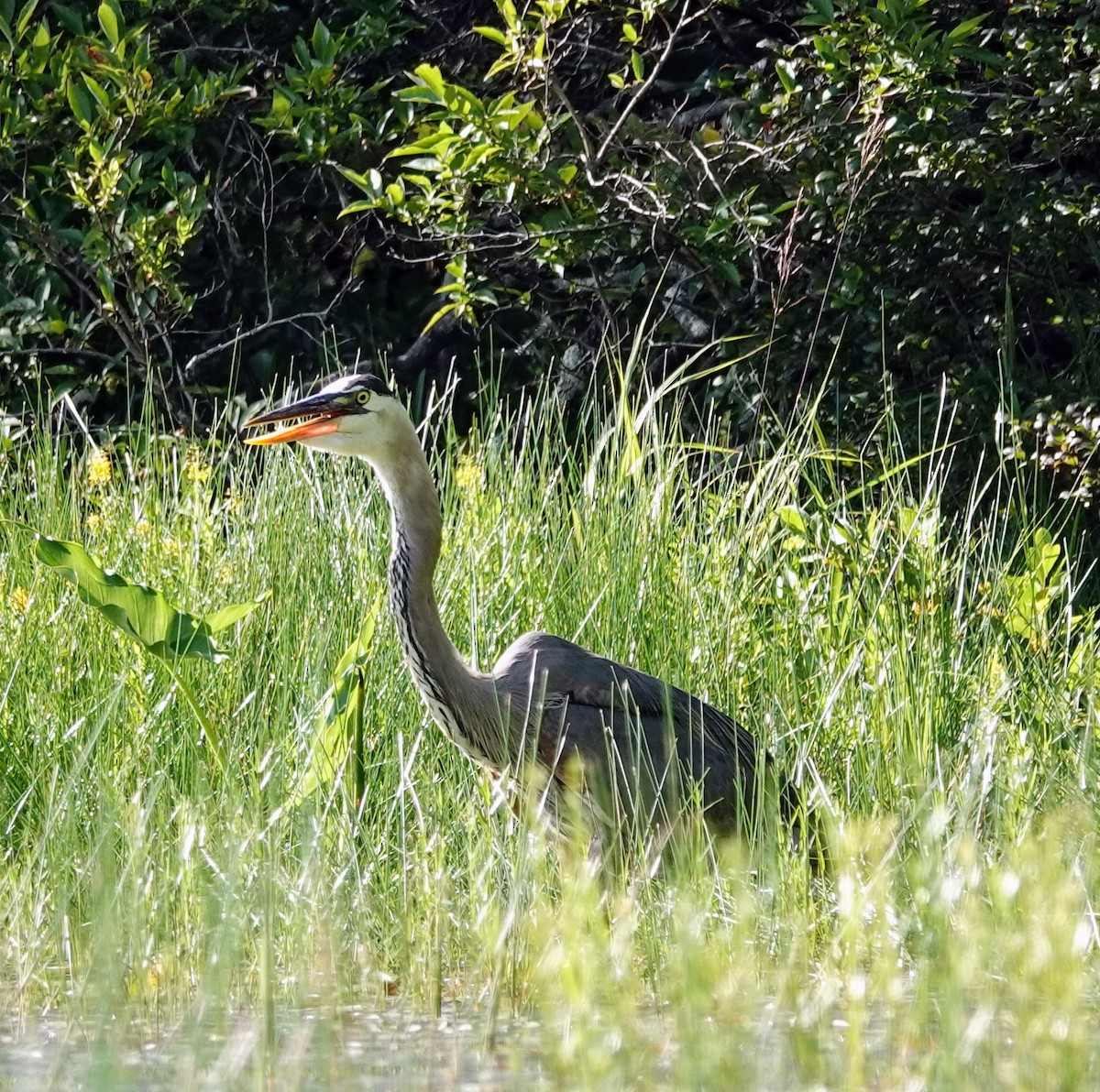 Great Blue Heron - ML596720331