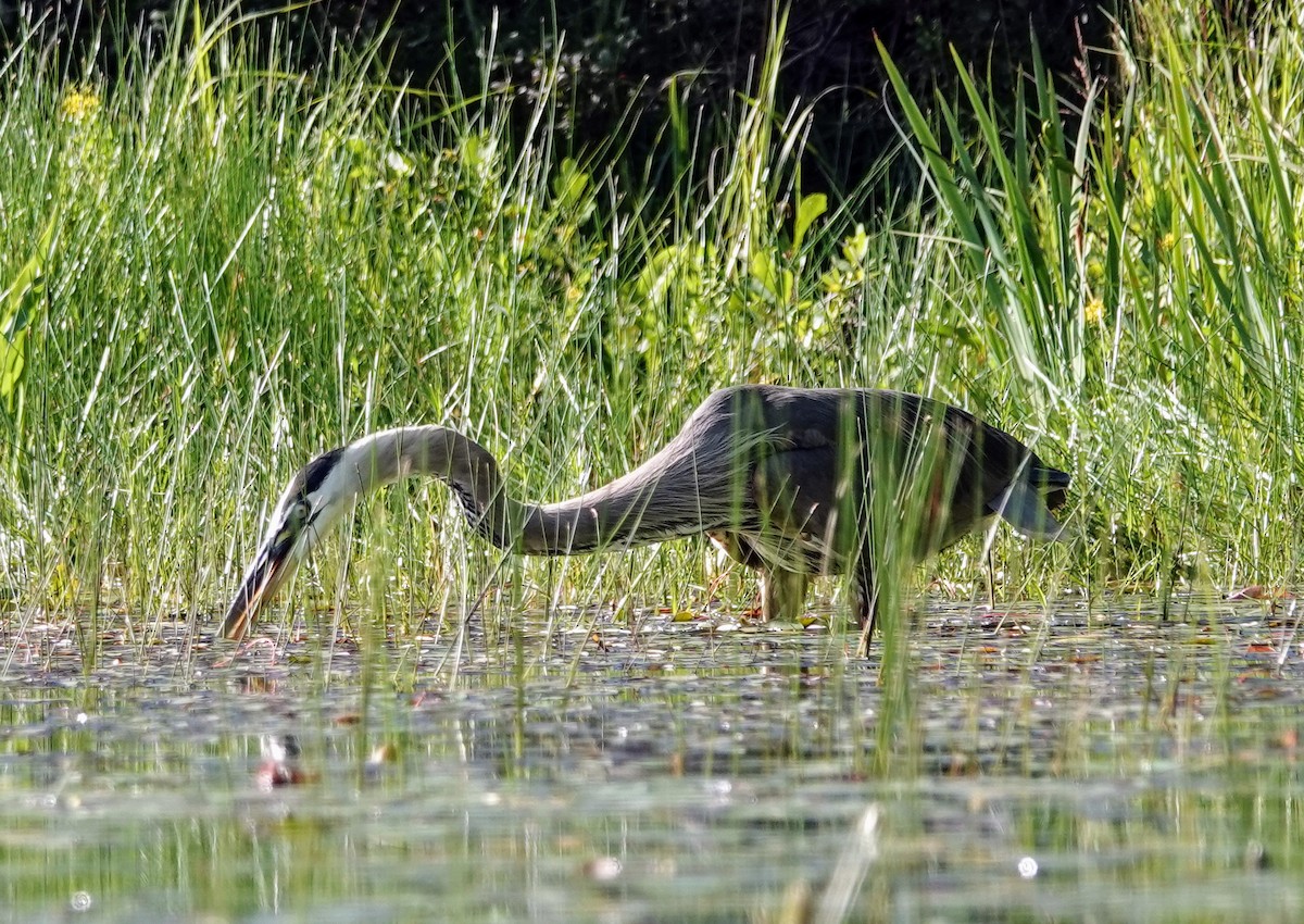 Great Blue Heron - ML596720351