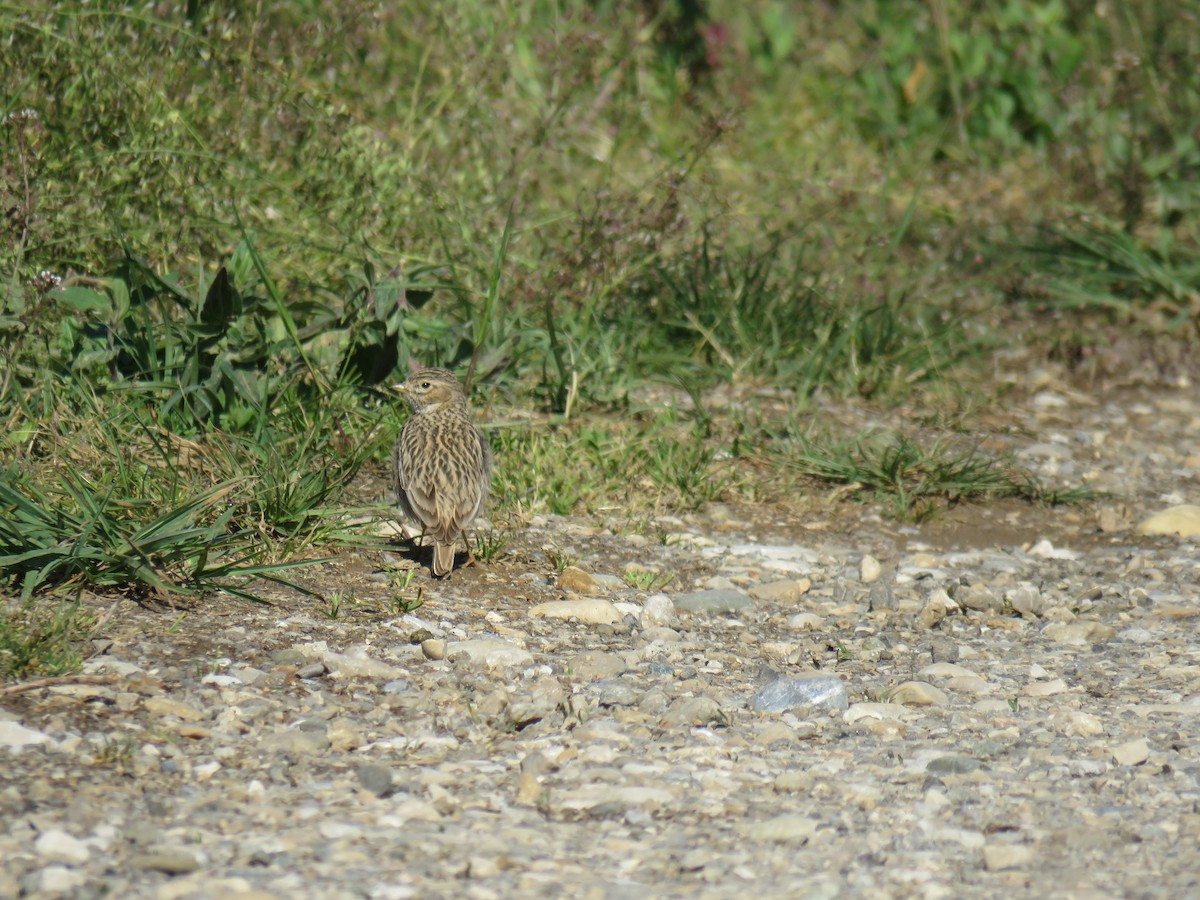 Mediterranean/Turkestan Short-toed Lark - ML59672061
