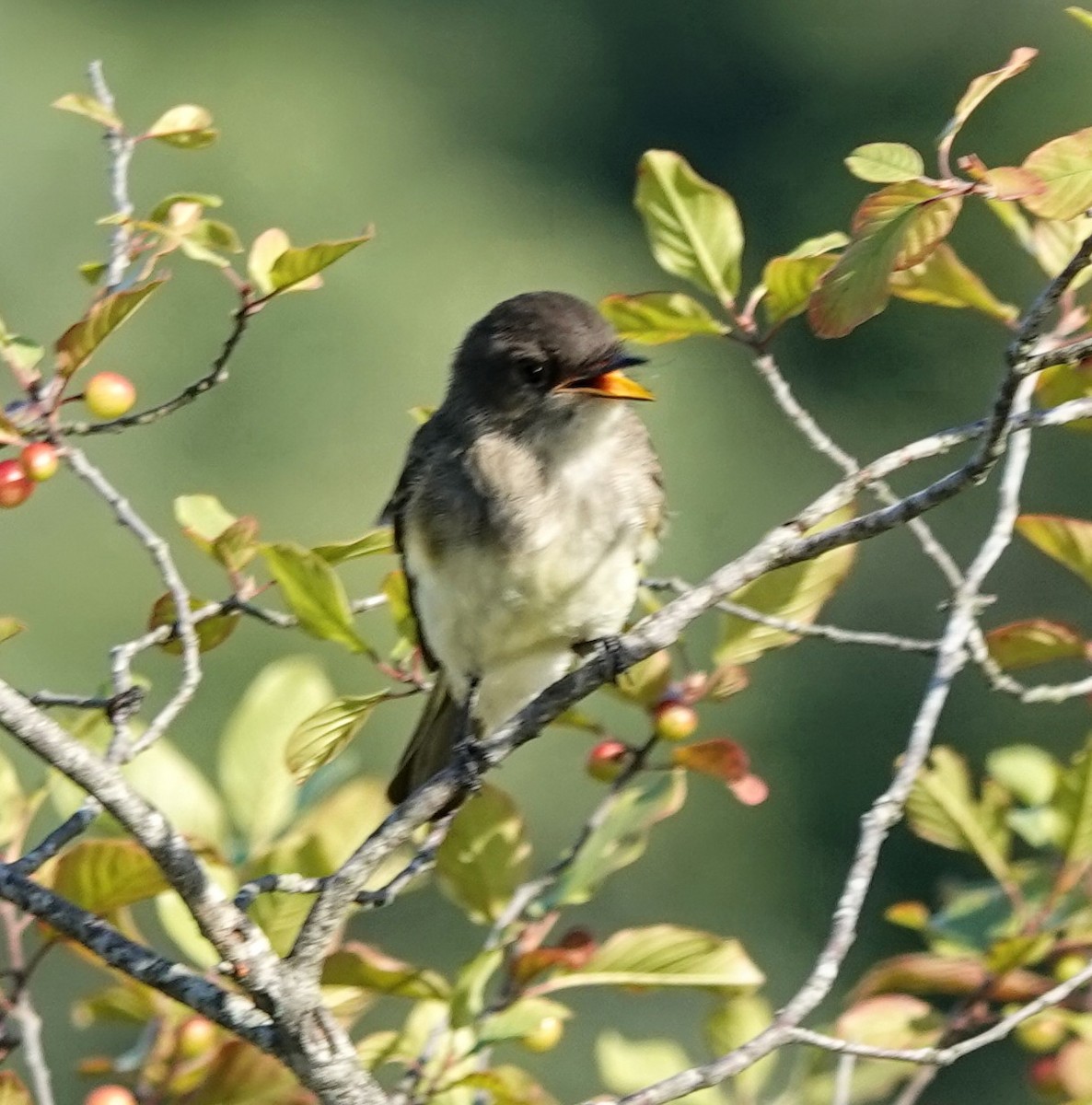 Eastern Phoebe - ML596720631