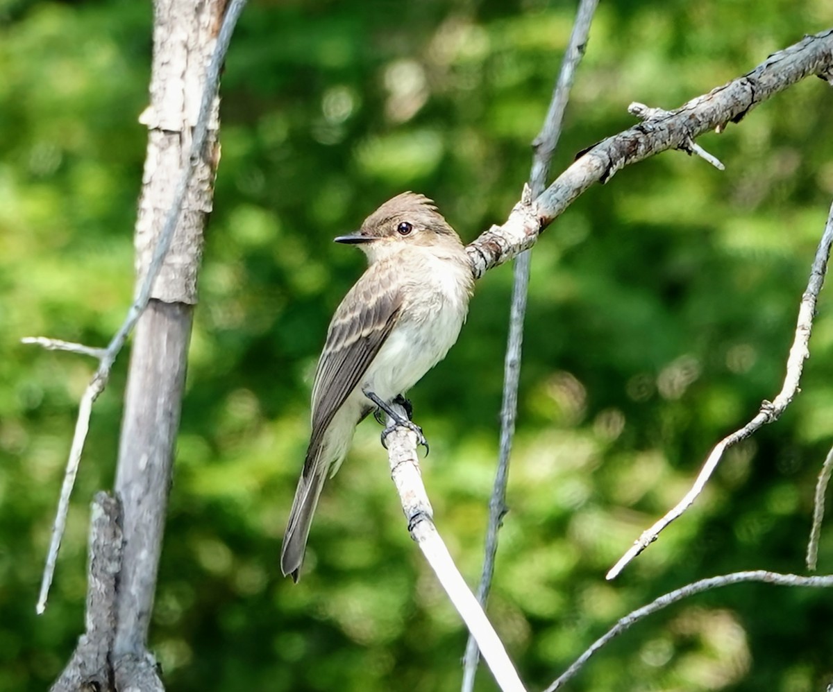 Eastern Phoebe - Celeste Echlin