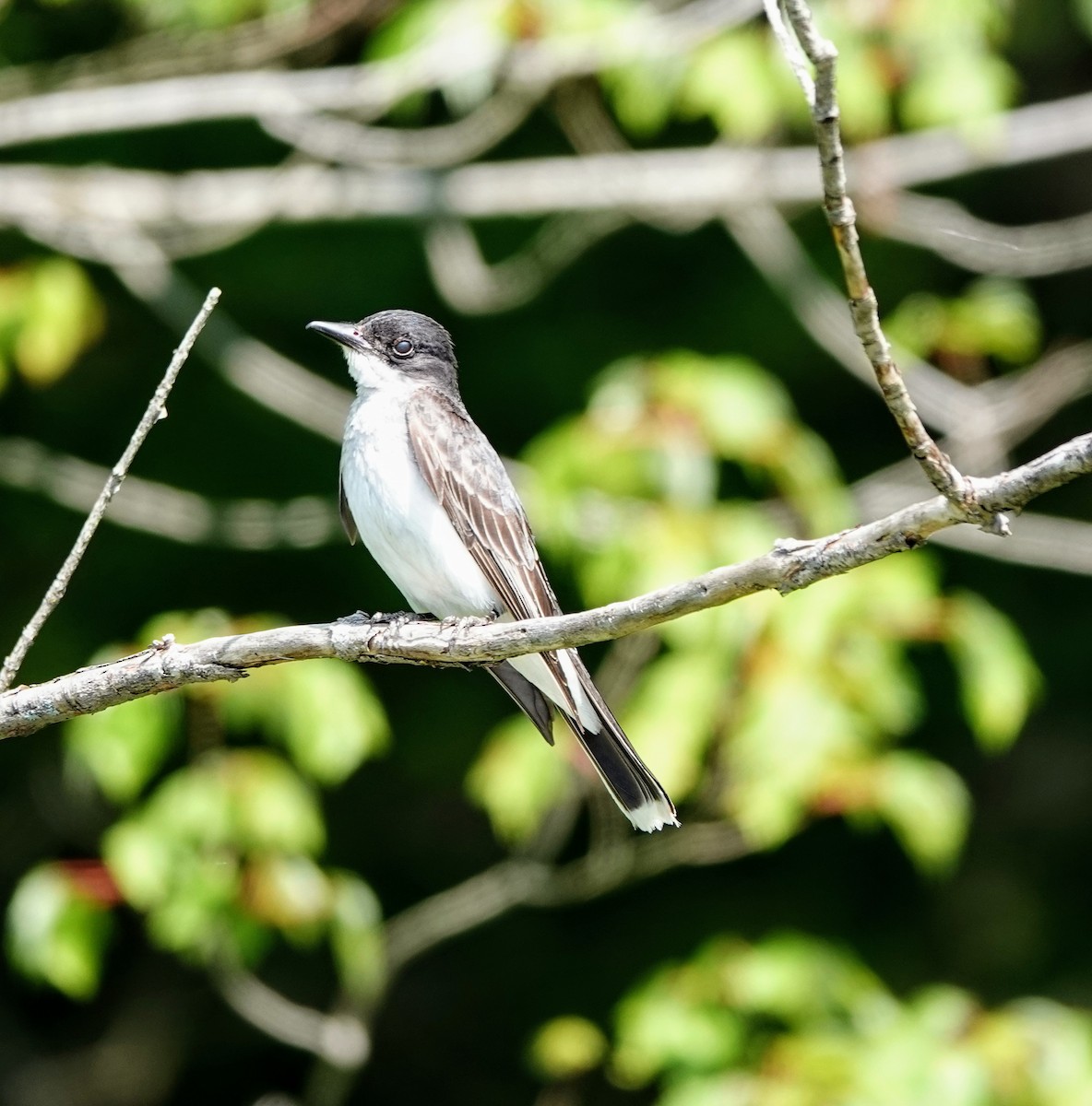 Eastern Kingbird - ML596720991