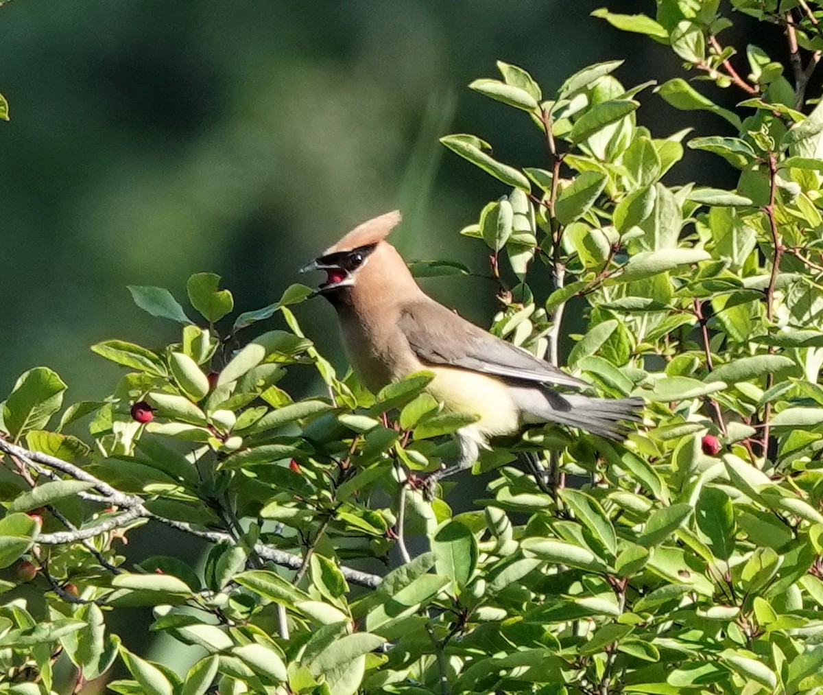 Cedar Waxwing - ML596721151