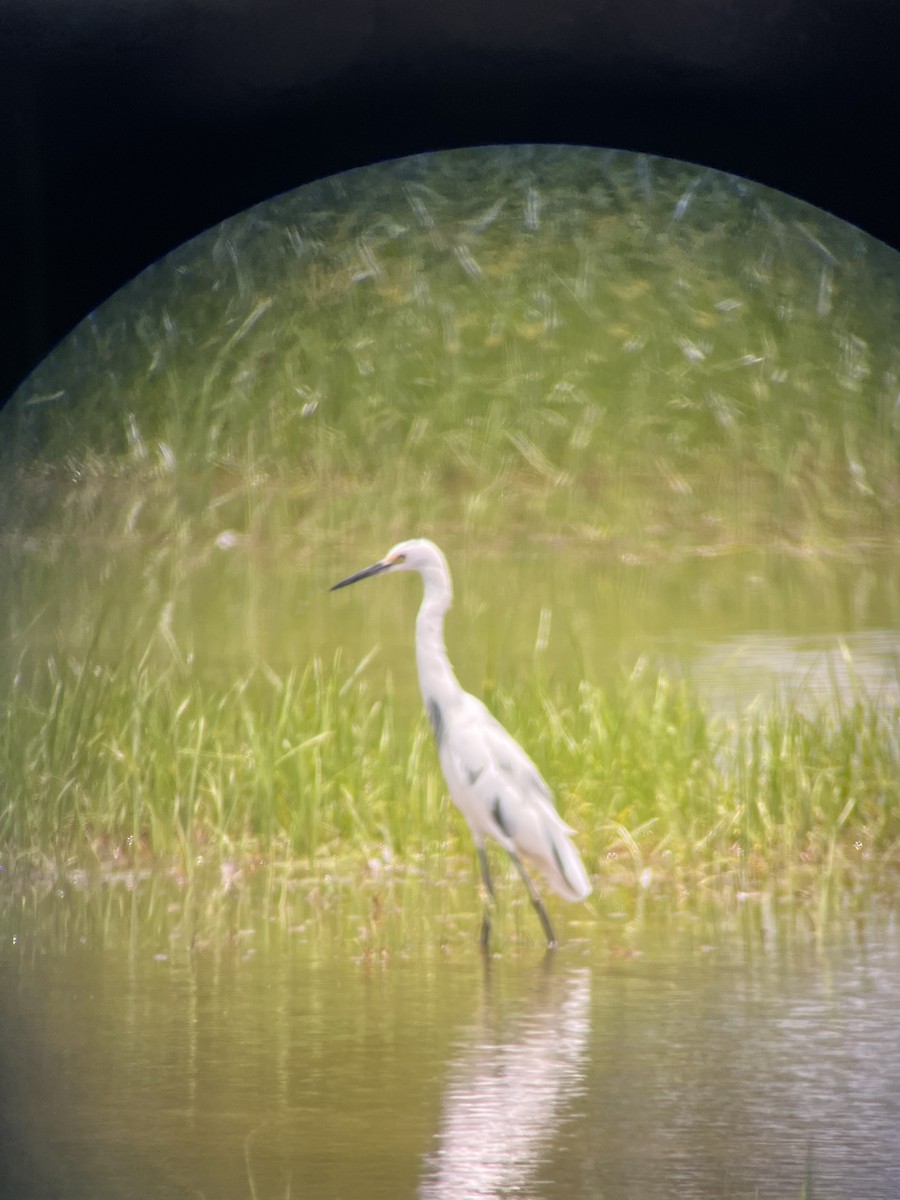 Little Blue Heron - ML596722471