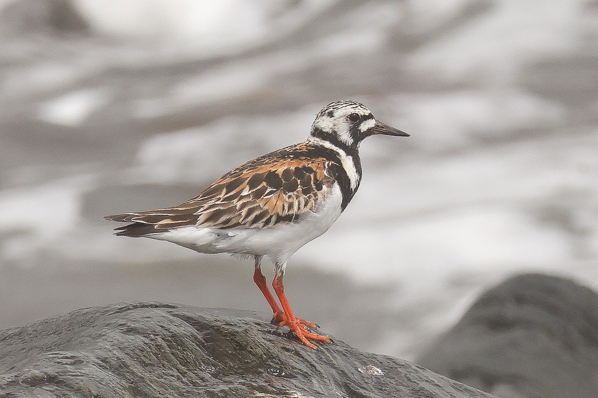 Ruddy Turnstone - ML596723571