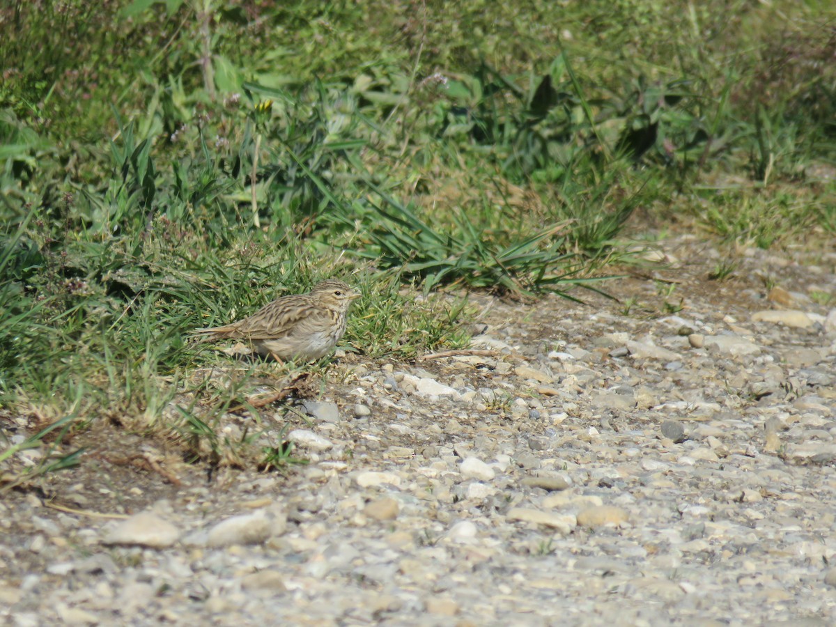 Mediterranean/Turkestan Short-toed Lark - ML59672381