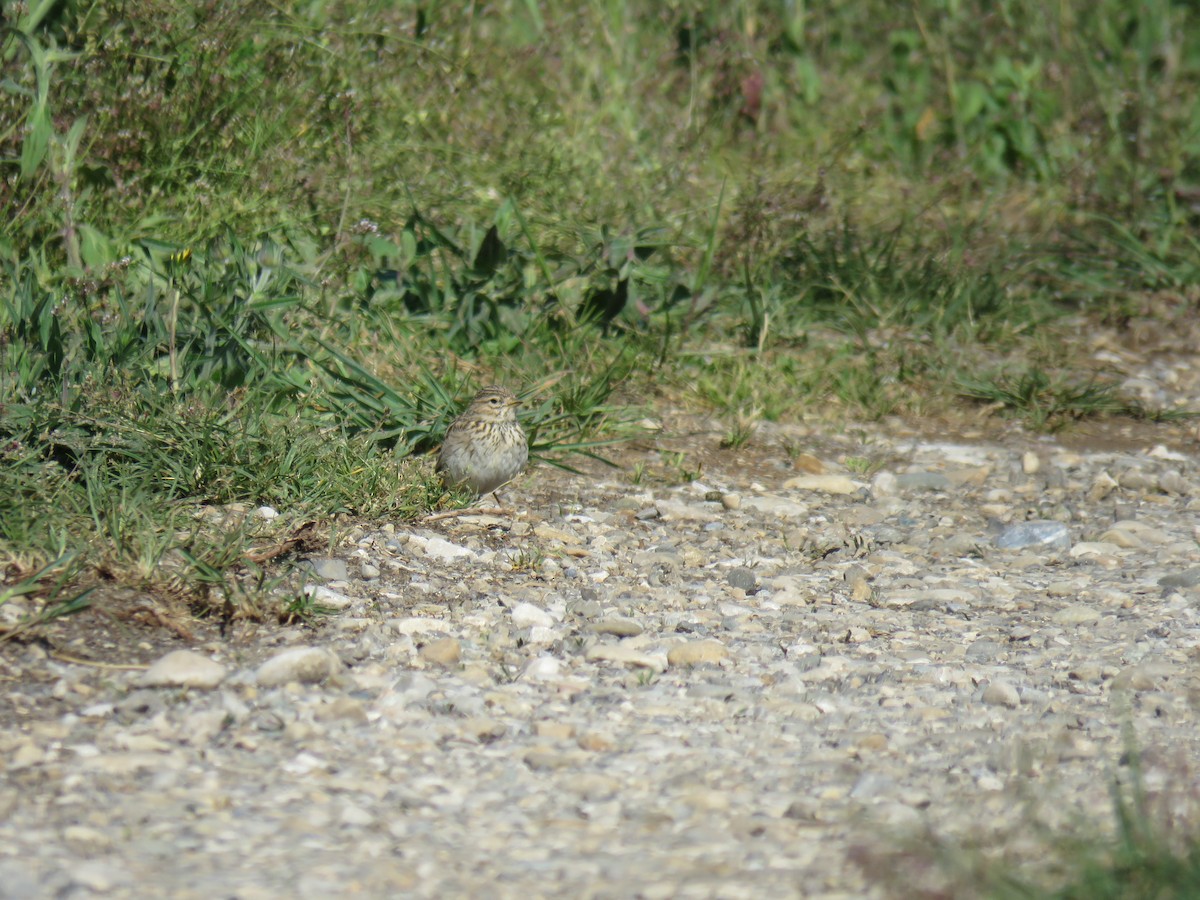 Mediterranean/Turkestan Short-toed Lark - ML59672431