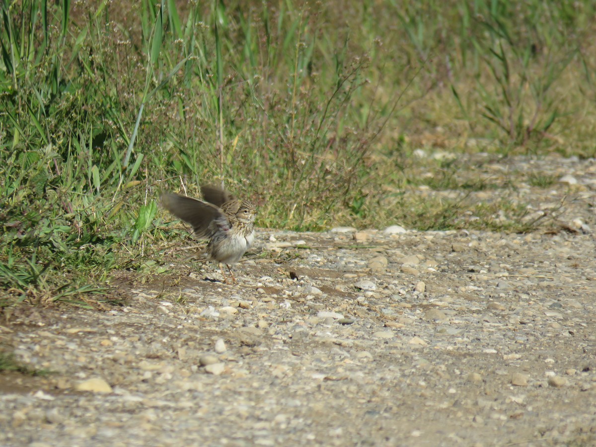 Mediterranean/Turkestan Short-toed Lark - ML59672471