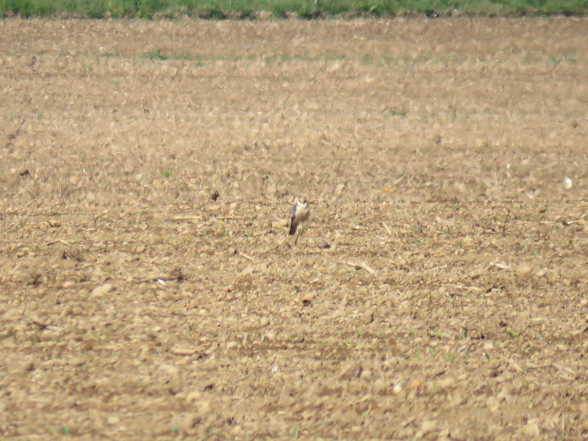 Red-footed Falcon - ML59672601