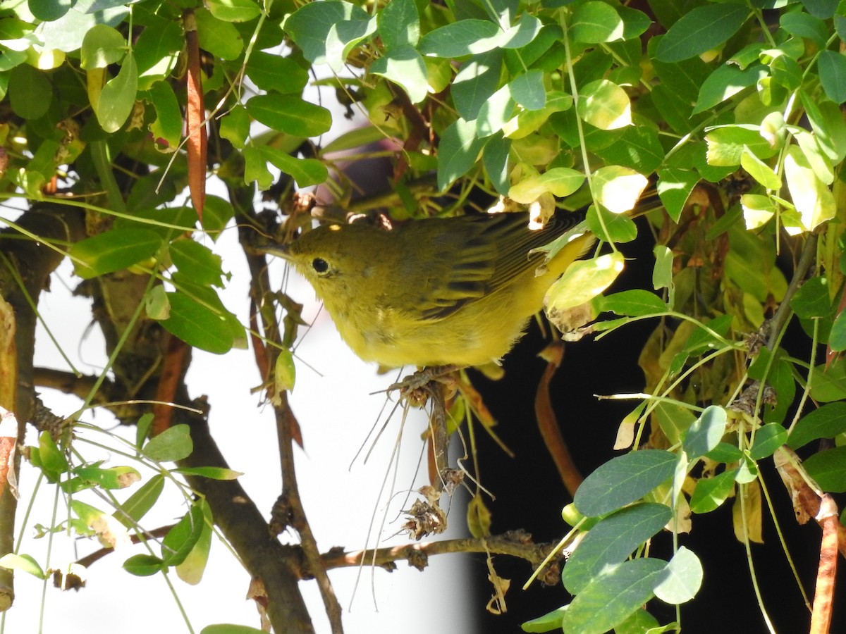 Yellow Warbler - Linda Standfield