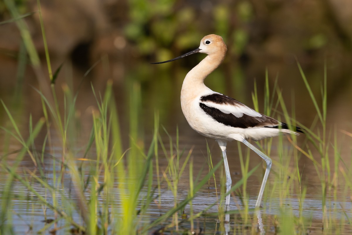 ub. vader (Charadriiformes sp.) - ML596726741