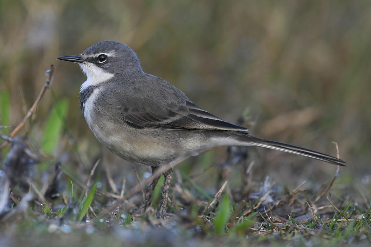 Cape Wagtail - Regard Van Dyk