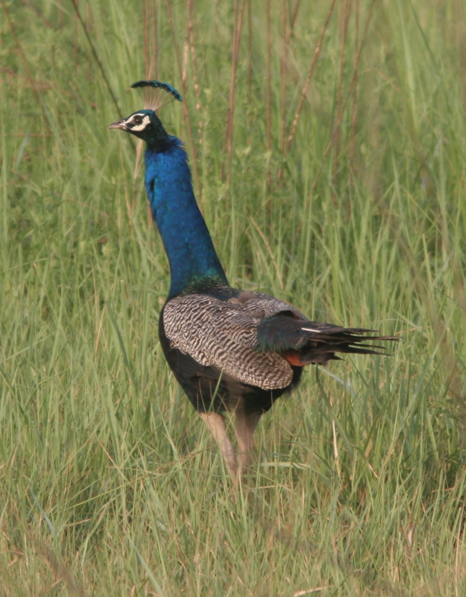 Indian Peafowl - ML59672681