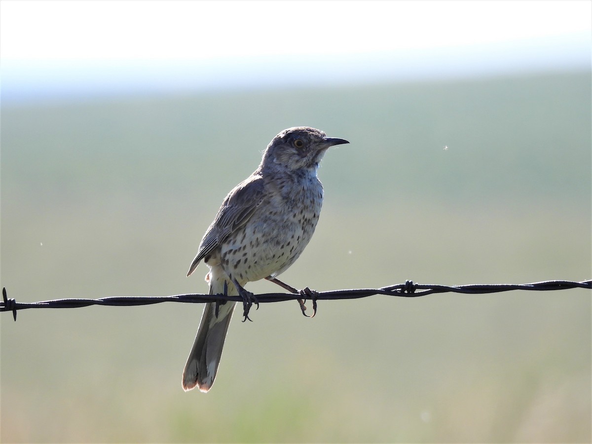 Curve-billed Thrasher - ML596727631