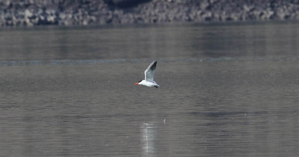 Caspian Tern - ML596727771