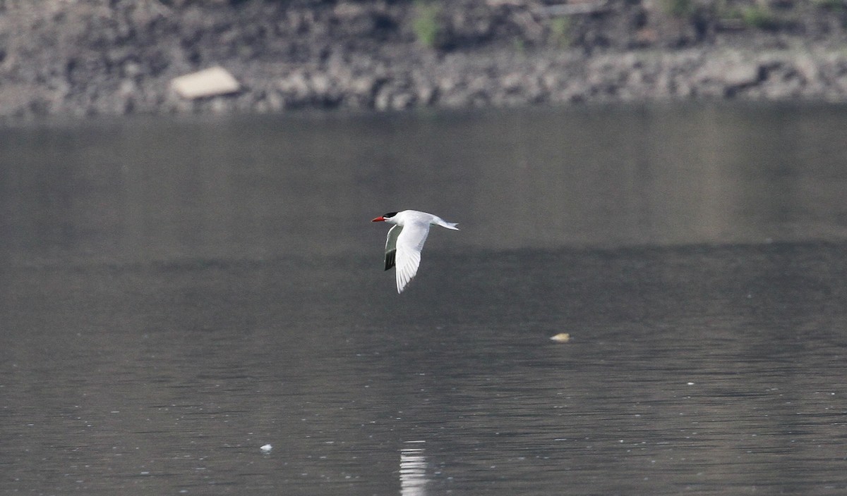 Caspian Tern - ML596727791