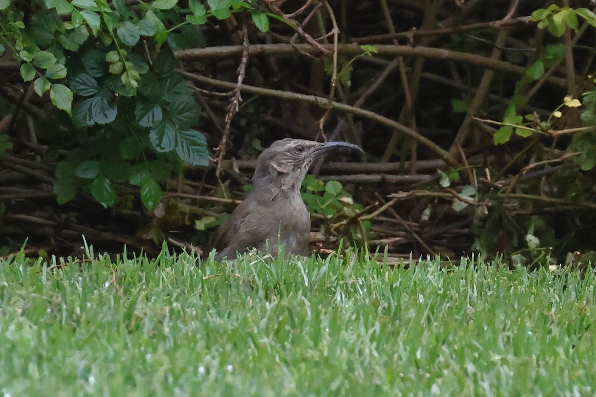 California Thrasher - Tom Fangrow