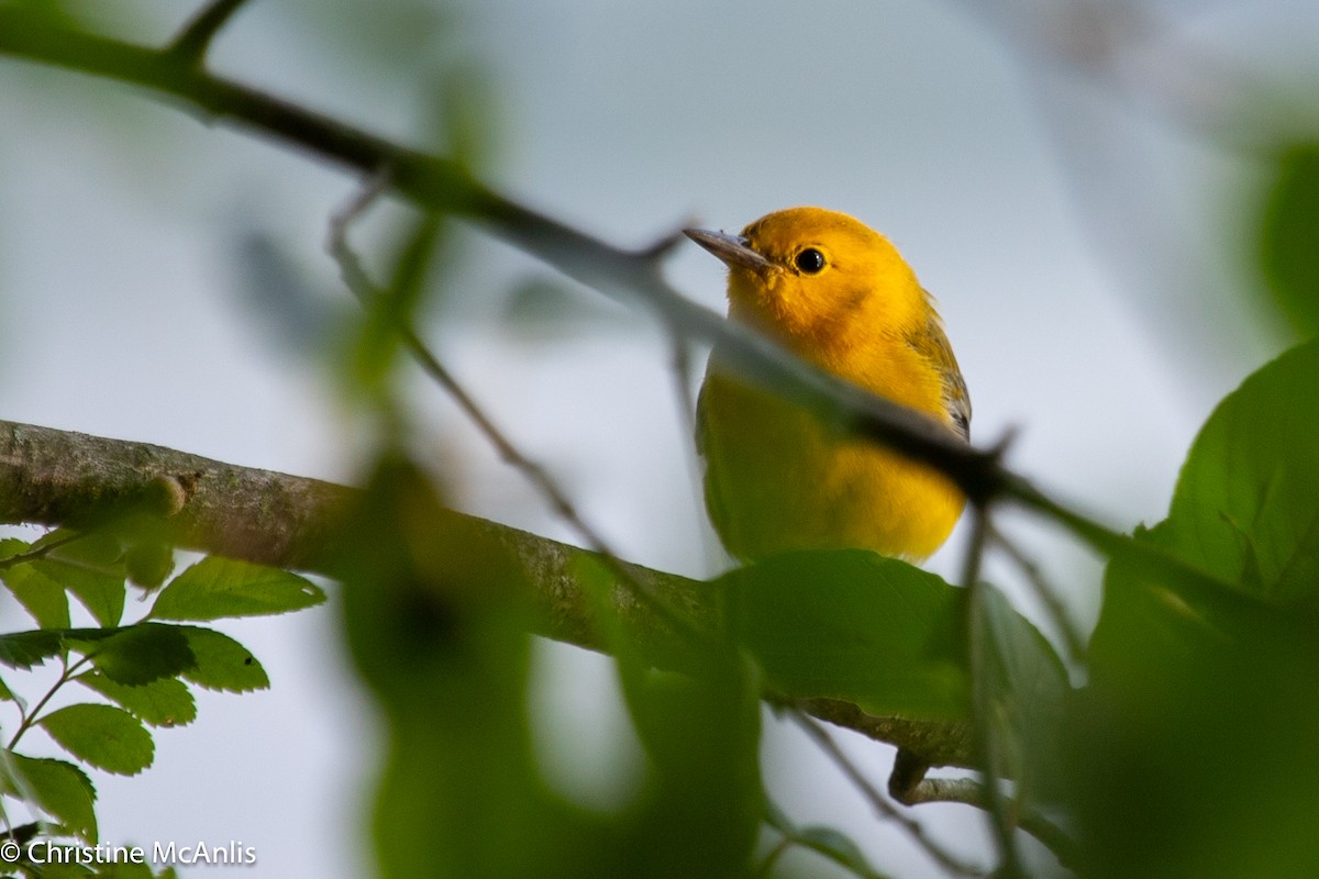 Prothonotary Warbler - ML596728601
