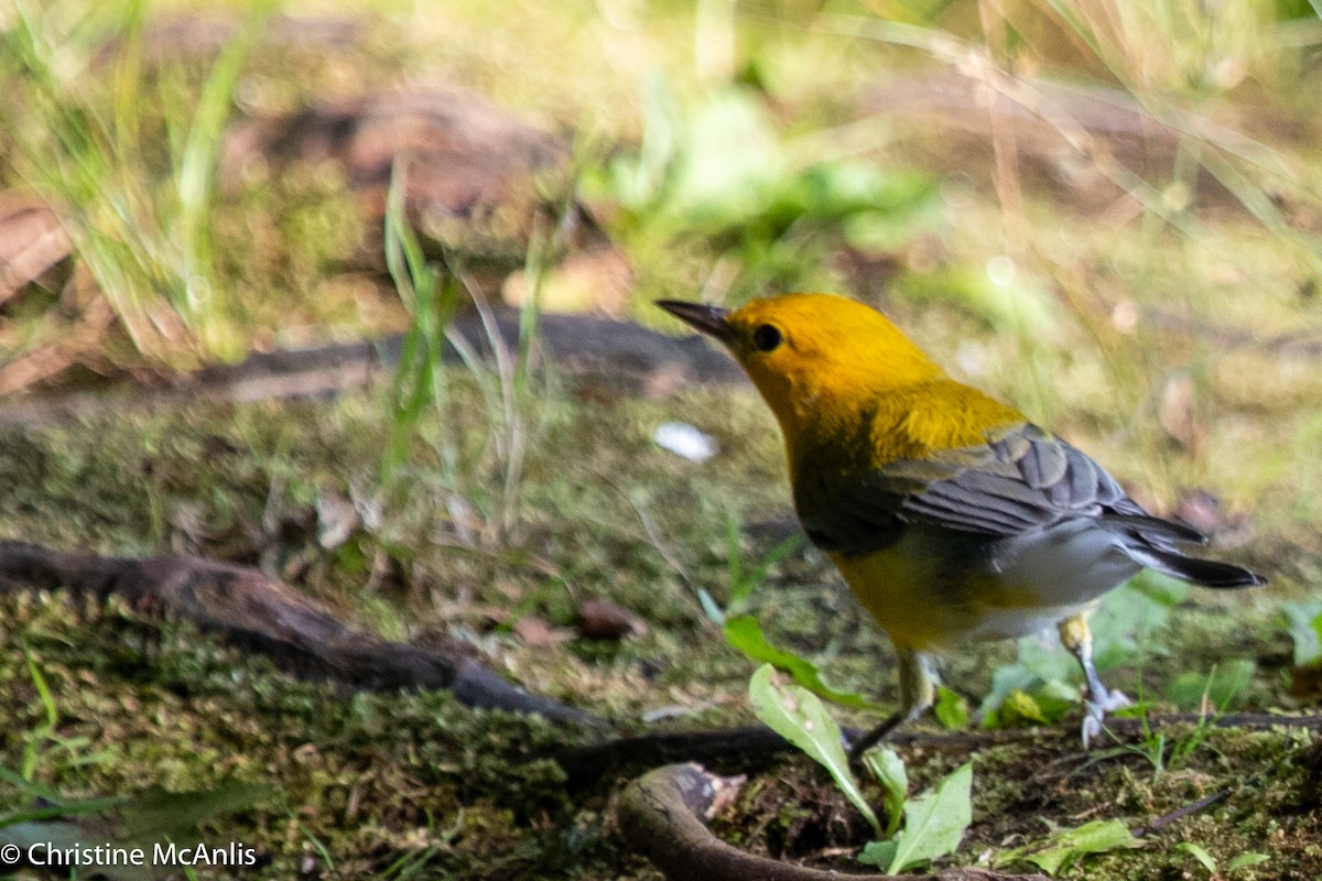 Prothonotary Warbler - ML596728611