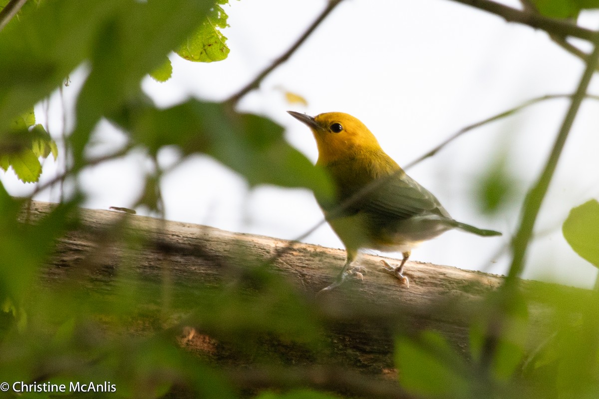 Prothonotary Warbler - ML596728621