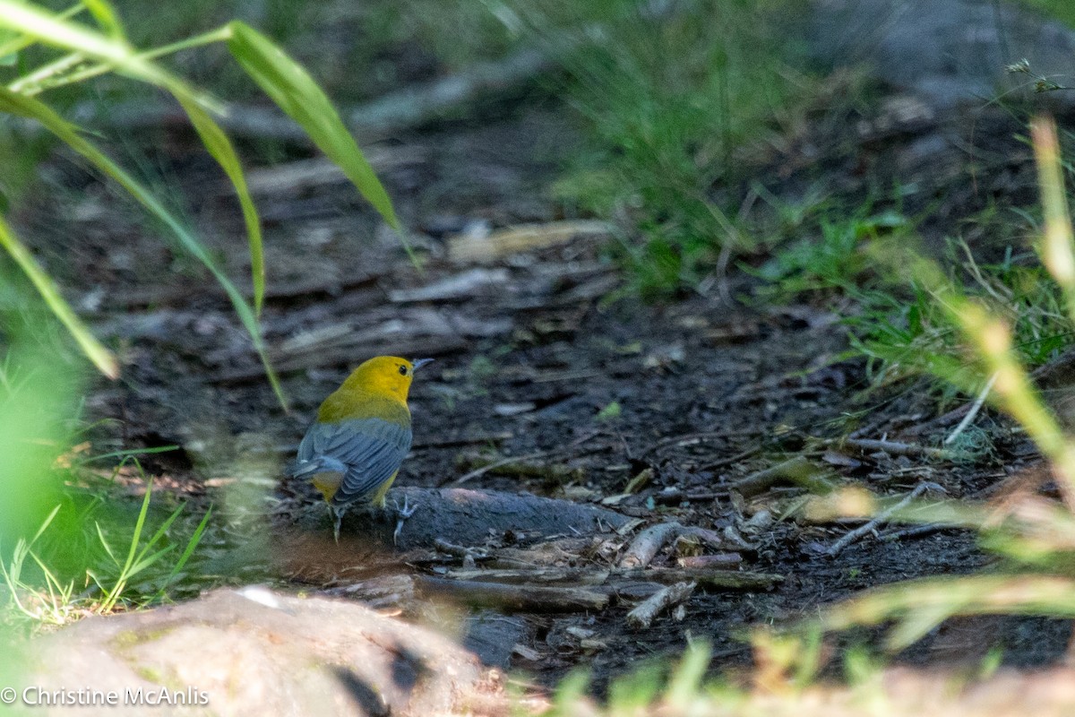 Prothonotary Warbler - ML596728631