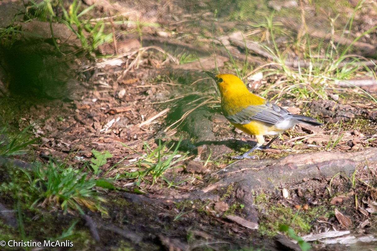 Prothonotary Warbler - ML596728641